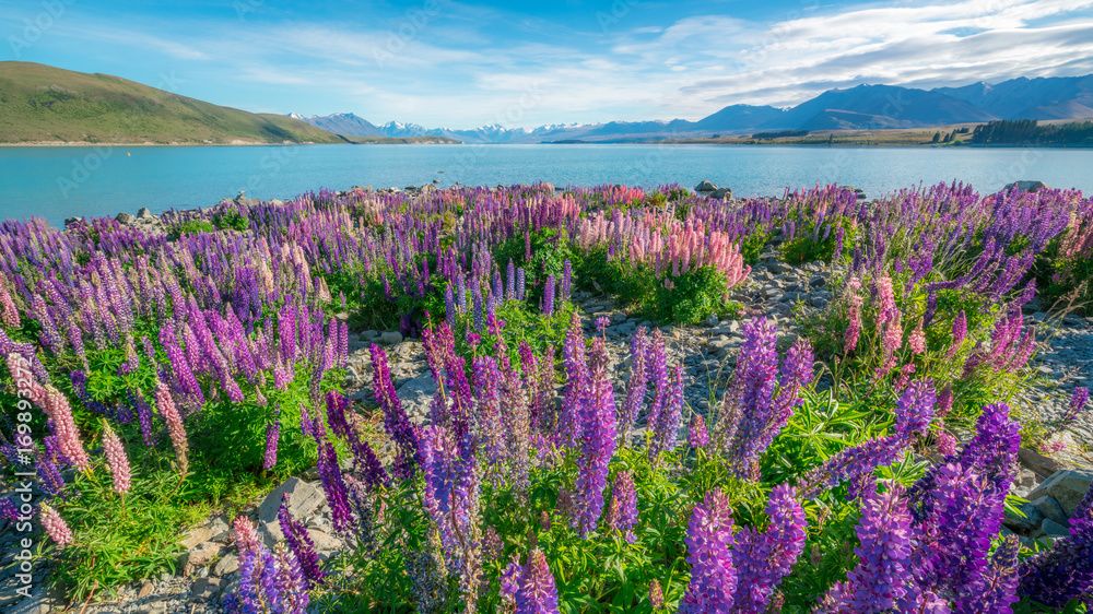 新西兰Tekapo Lupin湖景观