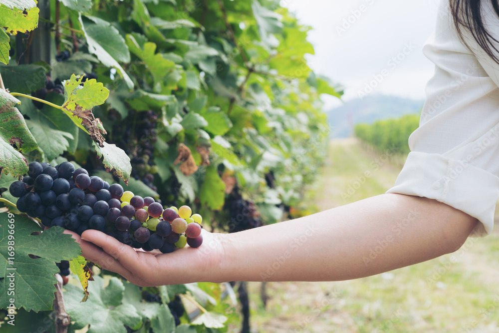 Vineyard worker checking wine grapes in vineyard