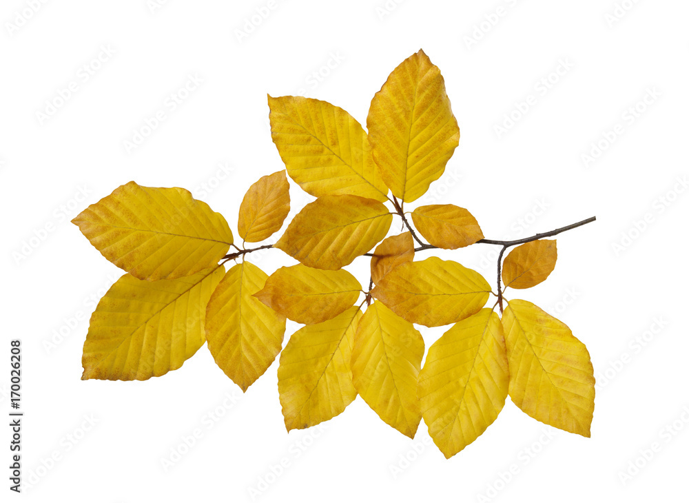  autumn leaves isolated on white