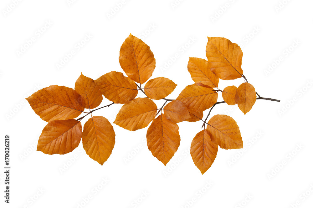  autumn leaves isolated on white