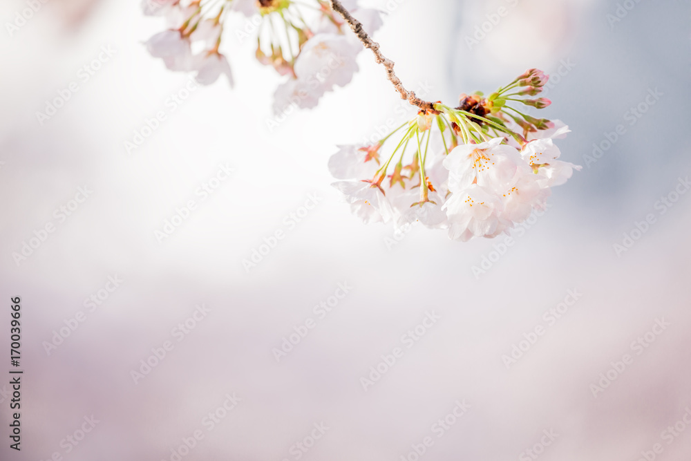 美しい桜