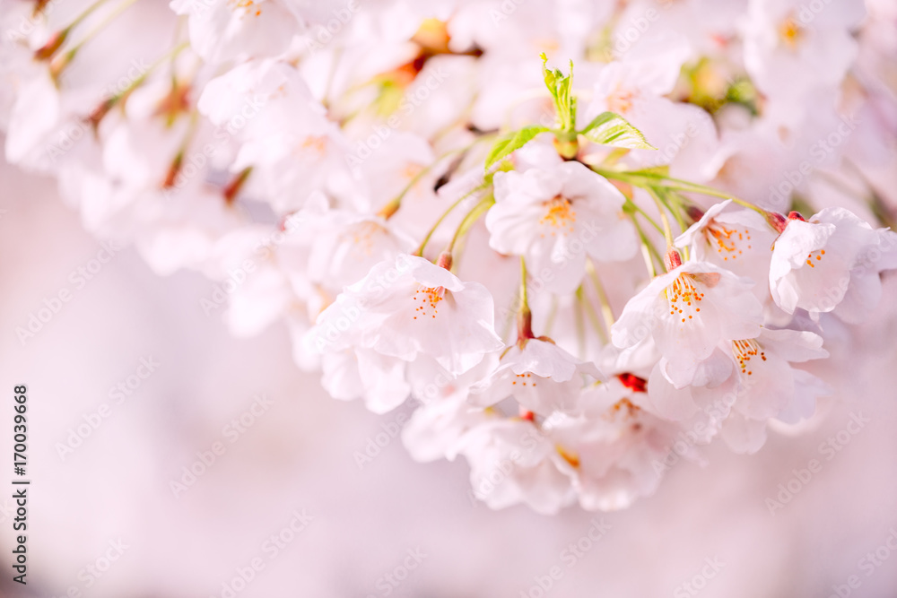 美しい桜