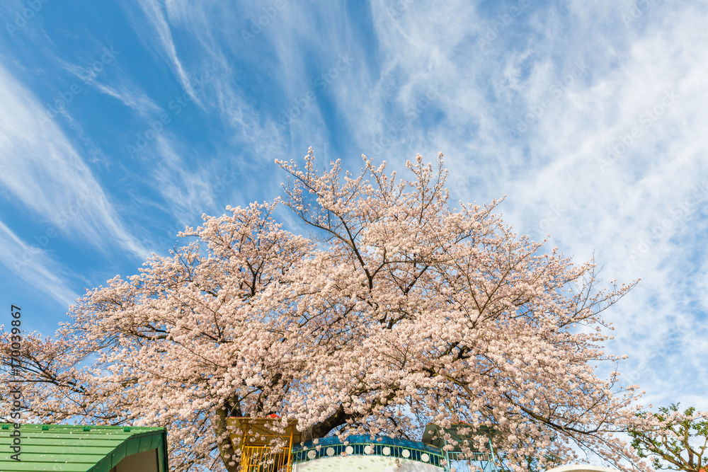 桜と青空