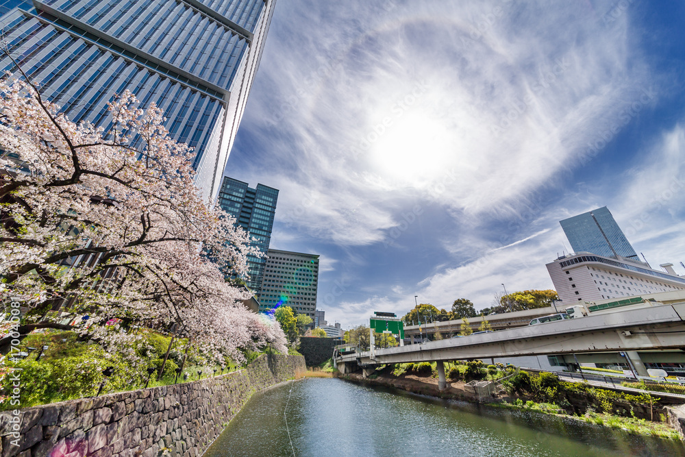 都会の桜