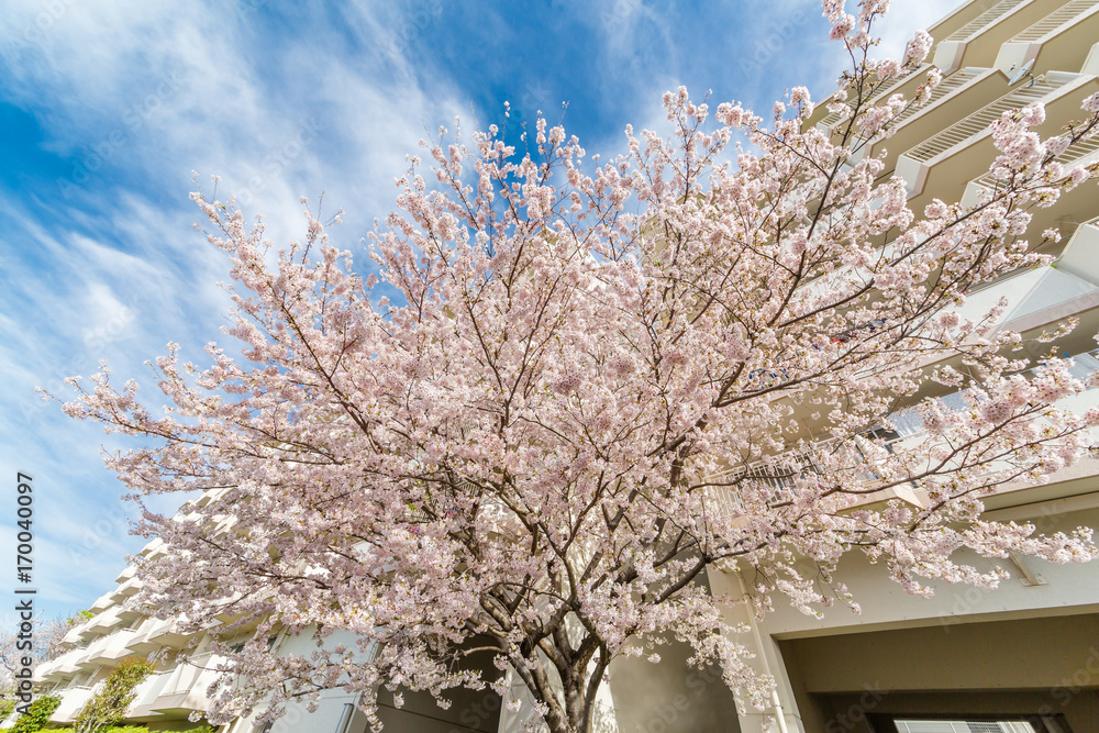 都会の桜