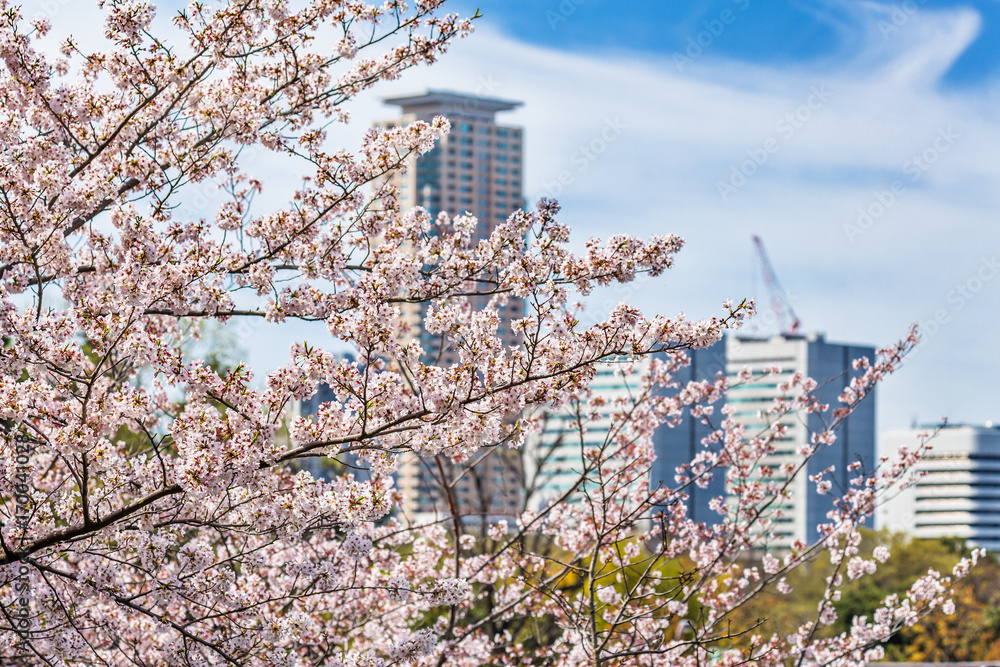 都会の桜