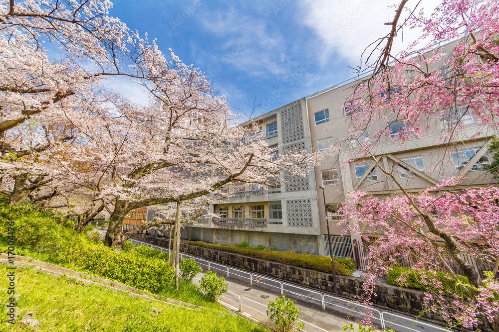 都会の桜