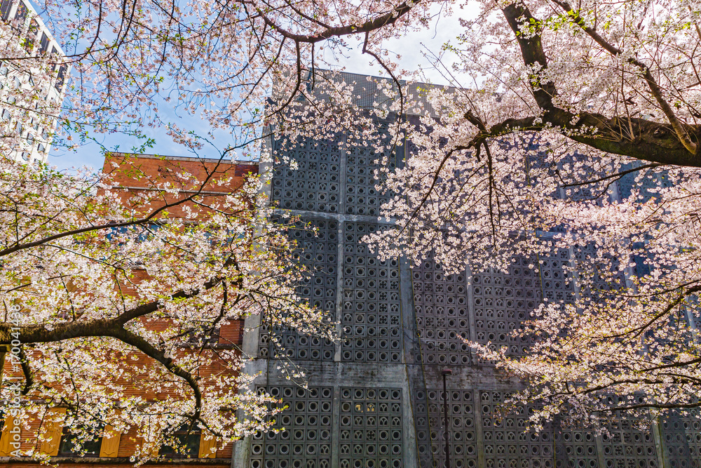 都会の桜