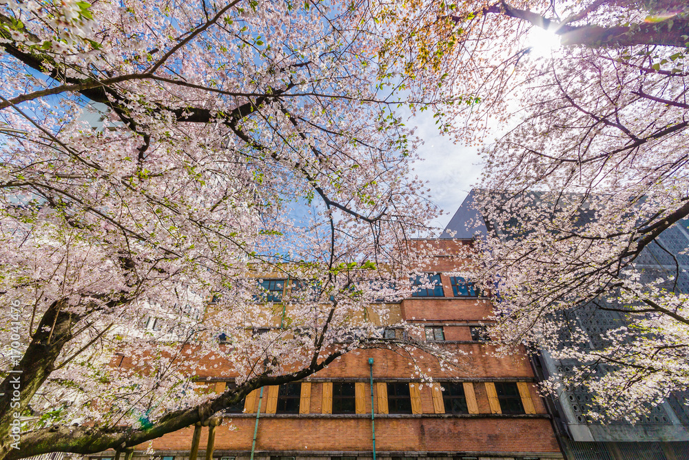 都会の桜