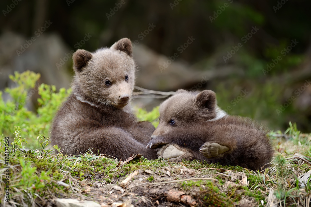 Young brown bear in the forest