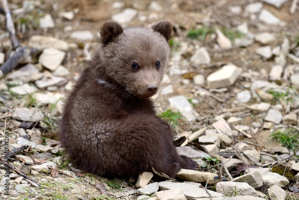 Brown bear cub