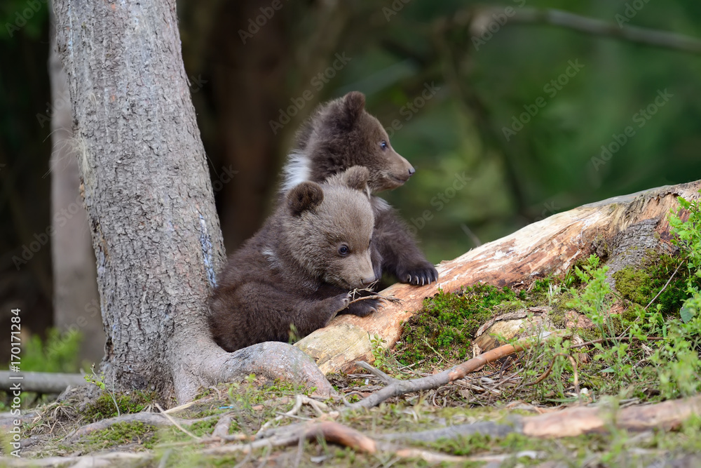 Brown bear cub