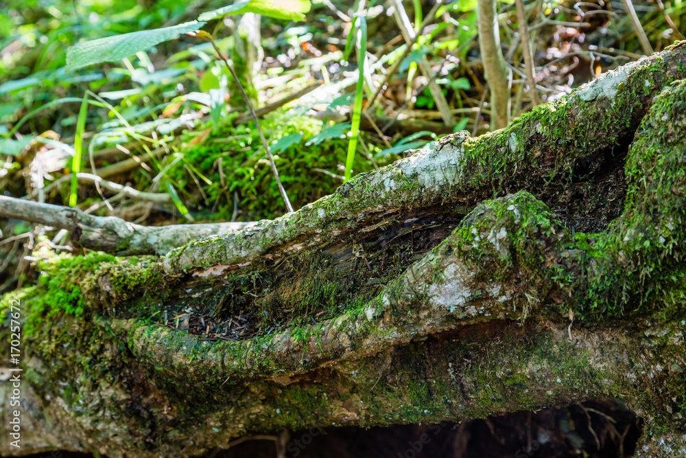 苔の生えた倒木