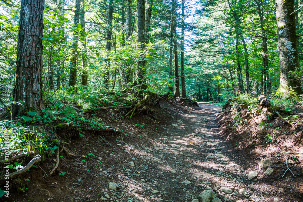 登山道