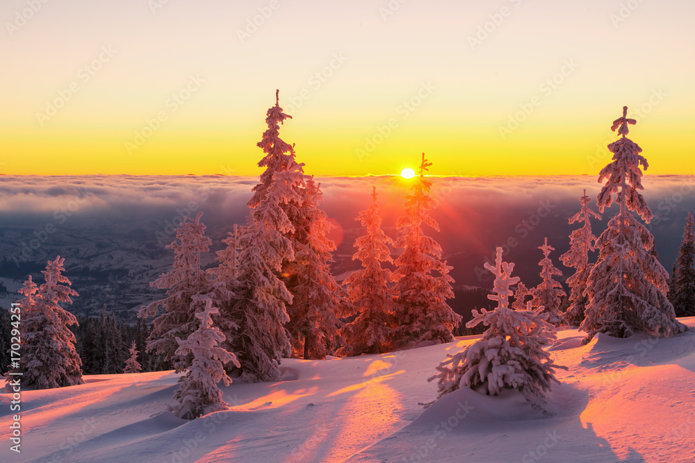 白雪皑皑的树木构成的戏剧性冬季场景。