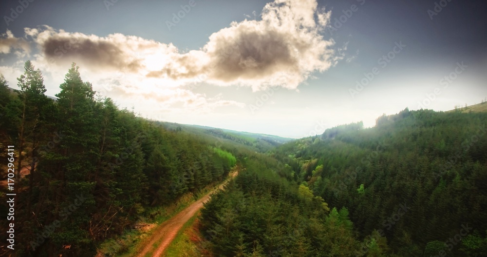 Dirt road amidst trees at forest