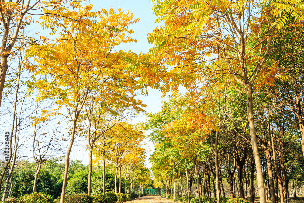 Beautiful autumn tree and road in the park