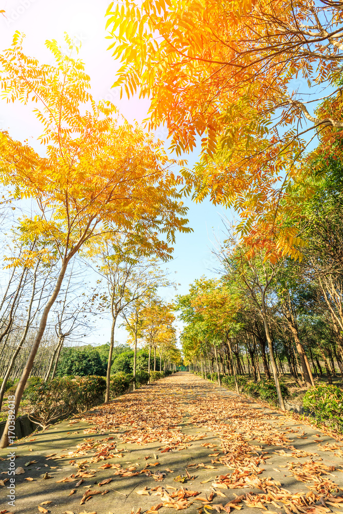 公园里美丽的秋天的树和路