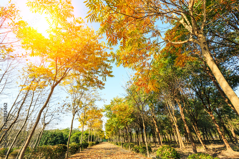 公园里美丽的秋树和秋路