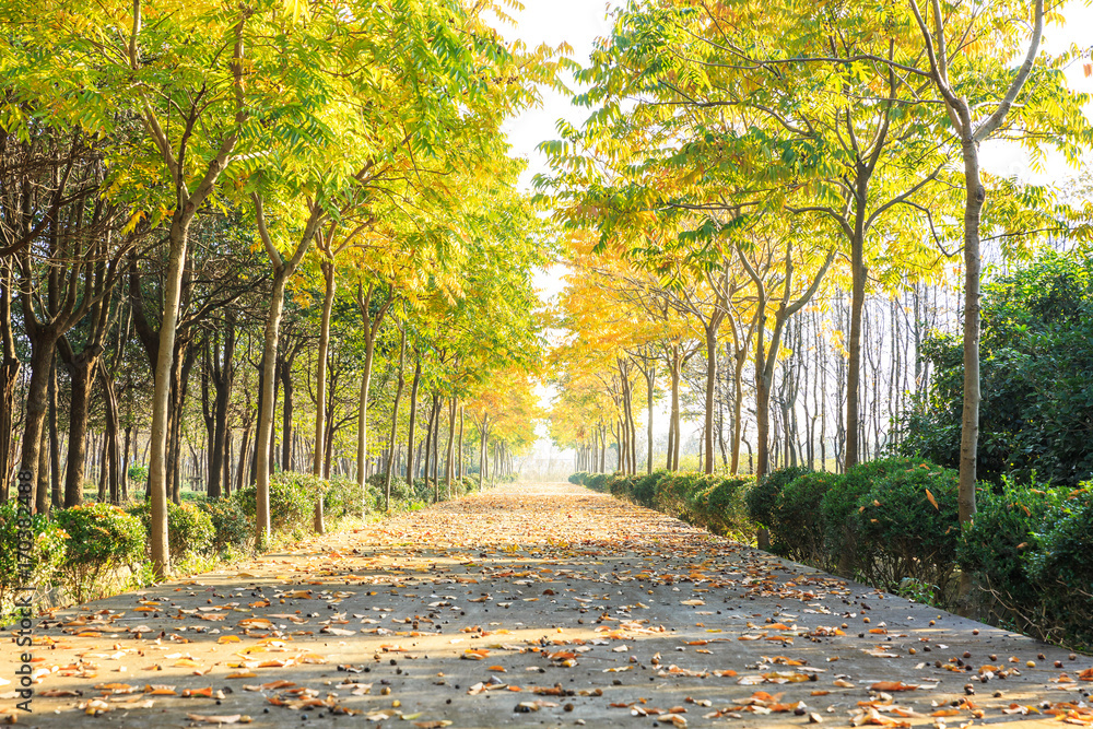 公园里美丽的秋天的树和路