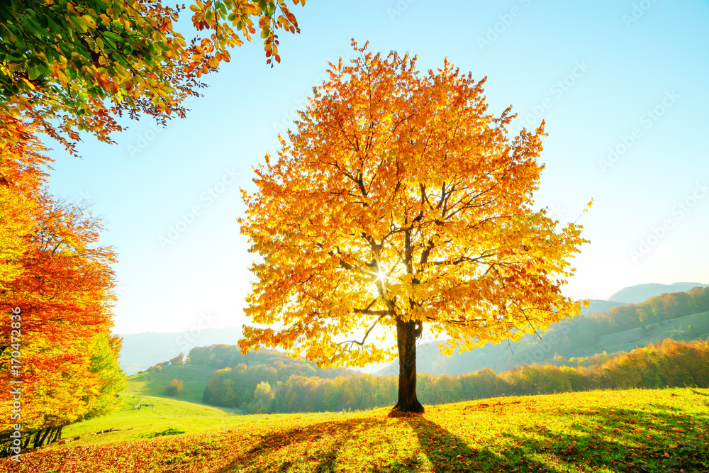 Majestic beech tree with sunny beams