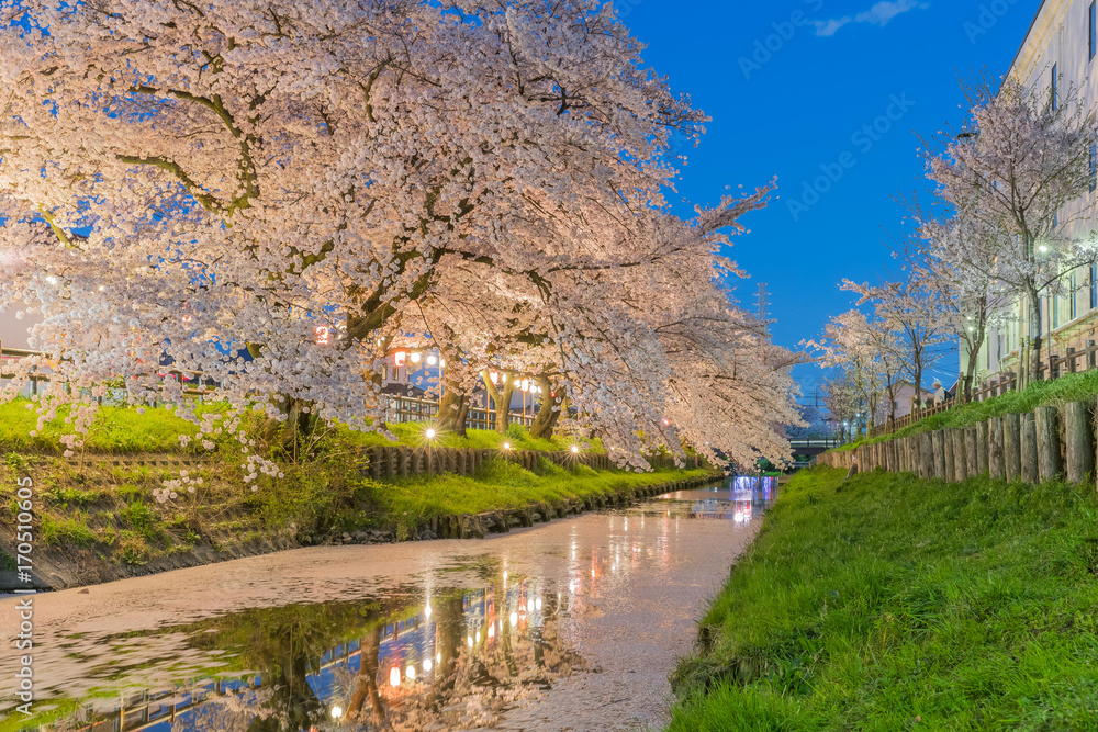 日本樱花在春天开小运河