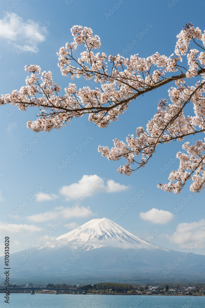 日本春季川口湖樱花和富士山