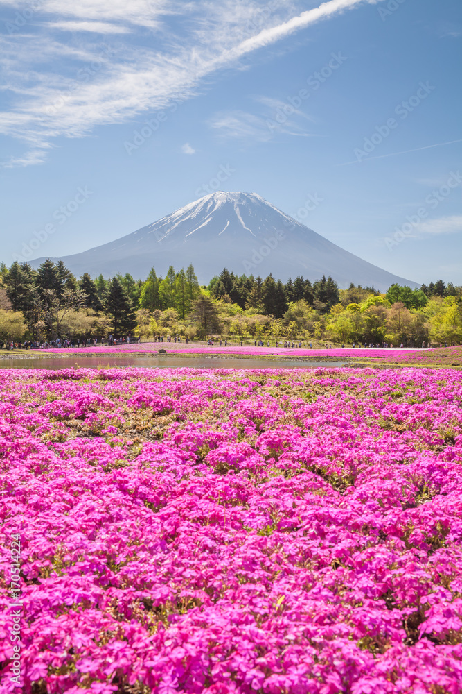 春季富士山和粉红色苔藓田……