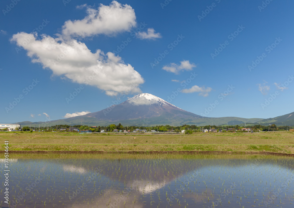 春天的富士山和稻田