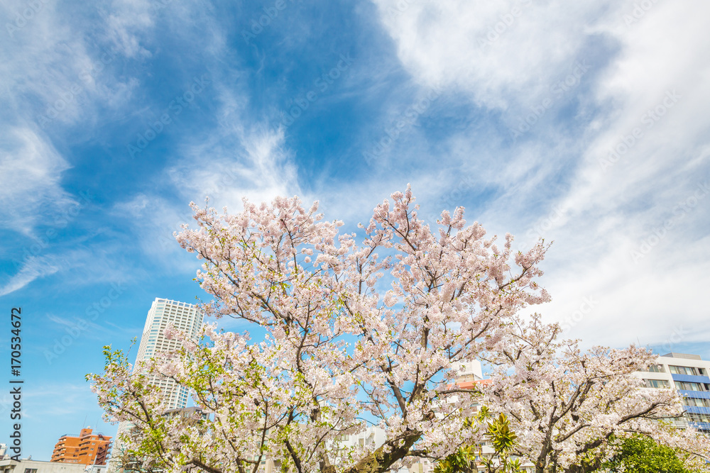 都会の桜