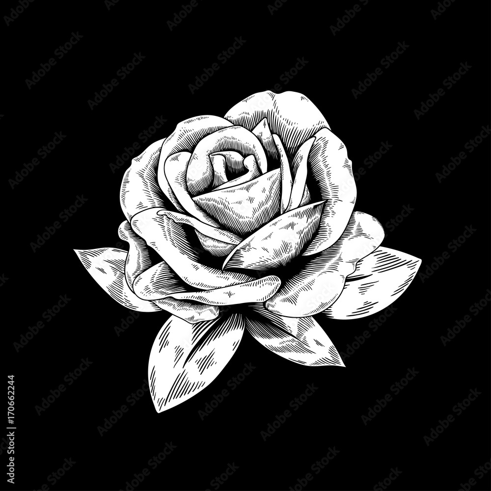 Rose drawing flower nature vector icon on black background