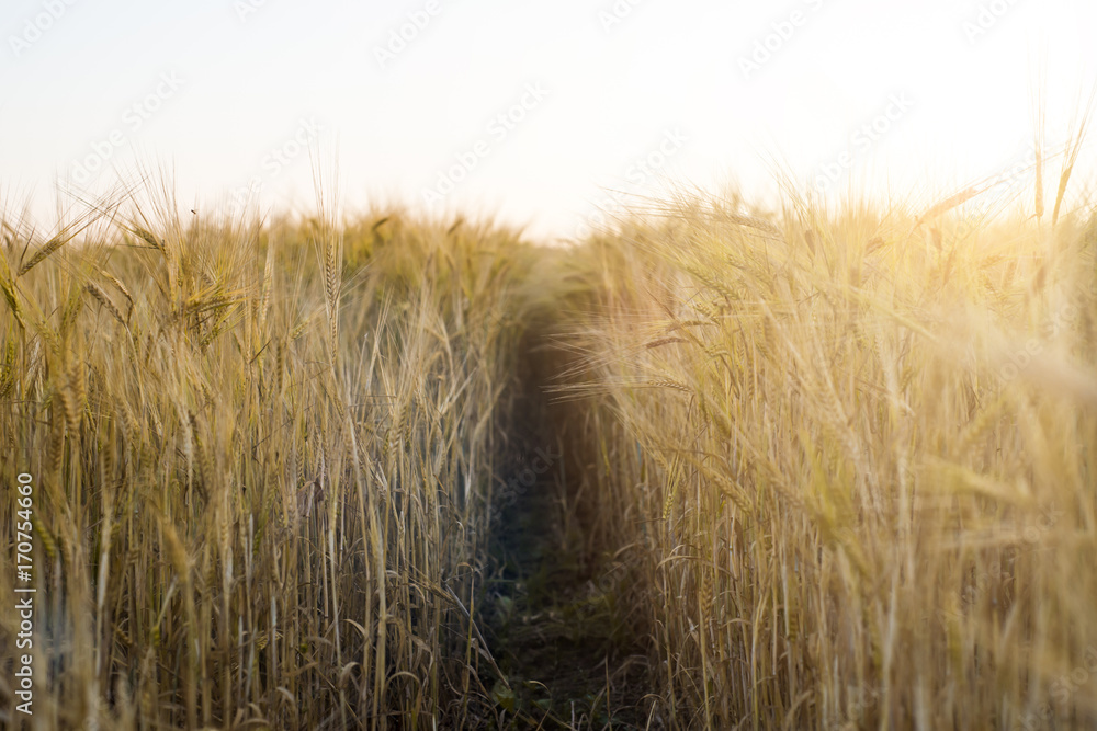 Rye grain harvest on rye field.