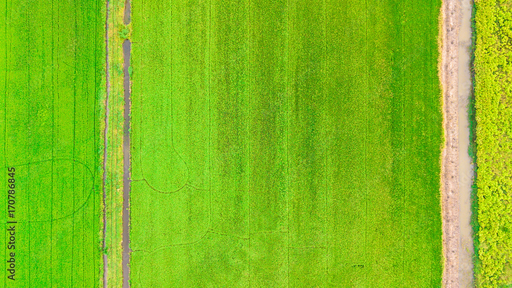 Paddy rice field green grass