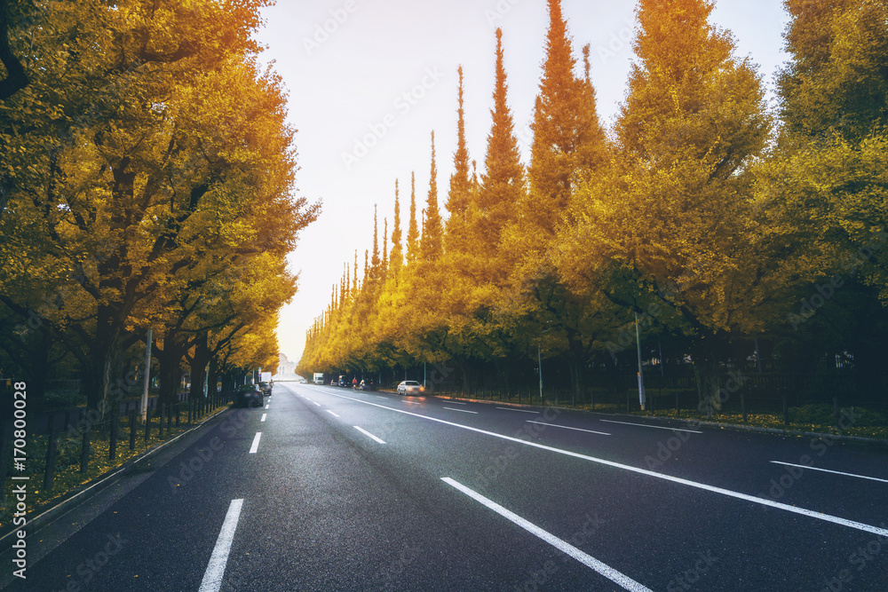 路边绿树成荫的美丽道路