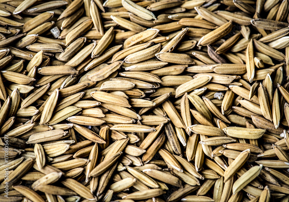 Closeup of unmilled rice grains paddy macro