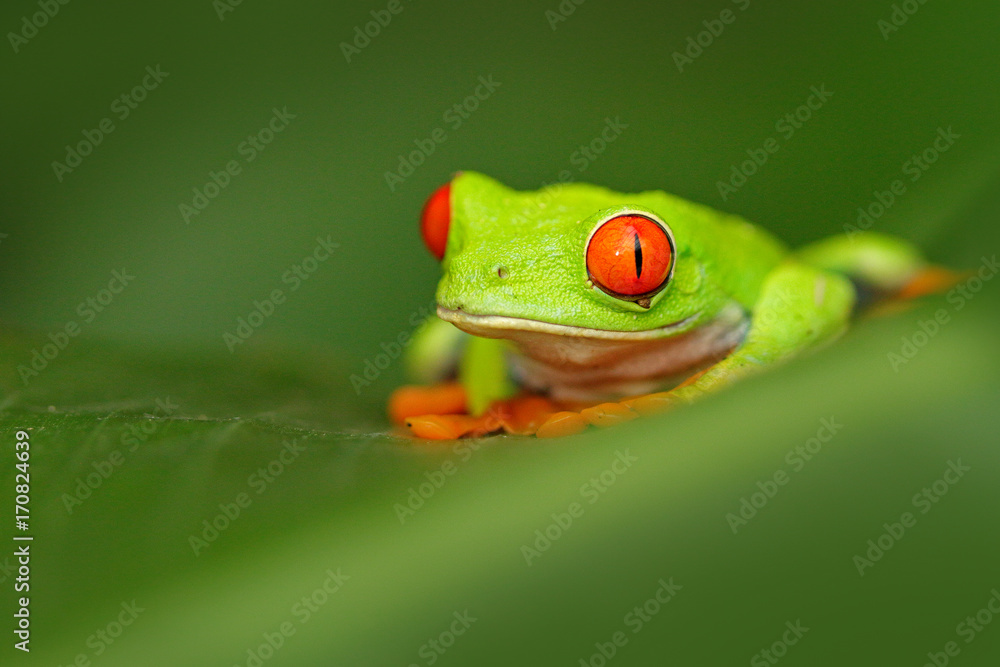 红眼树蛙，Agalychnis callidryas，有大红眼的动物，在哥斯达黎加的自然栖息地