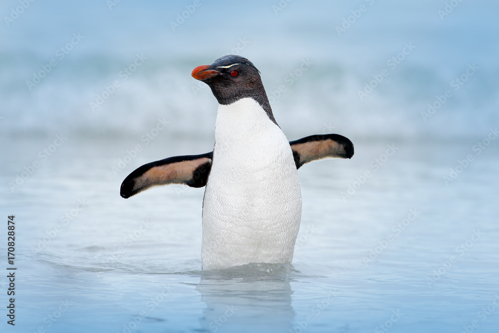 Rockhopper penguin，Eudyptes chrysomone，在水中游泳，在海浪上方飞行。黑白相间