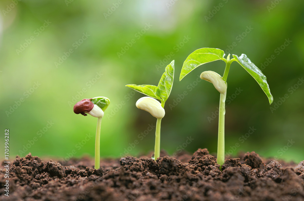  agriculture plant seeding growing step concept in garden and sunlight