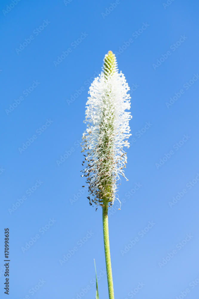 花芭蕉自然景观