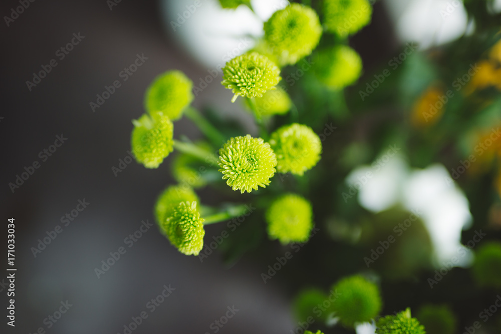 花店里的绿色小花