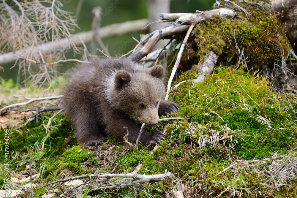 Brown bear cub