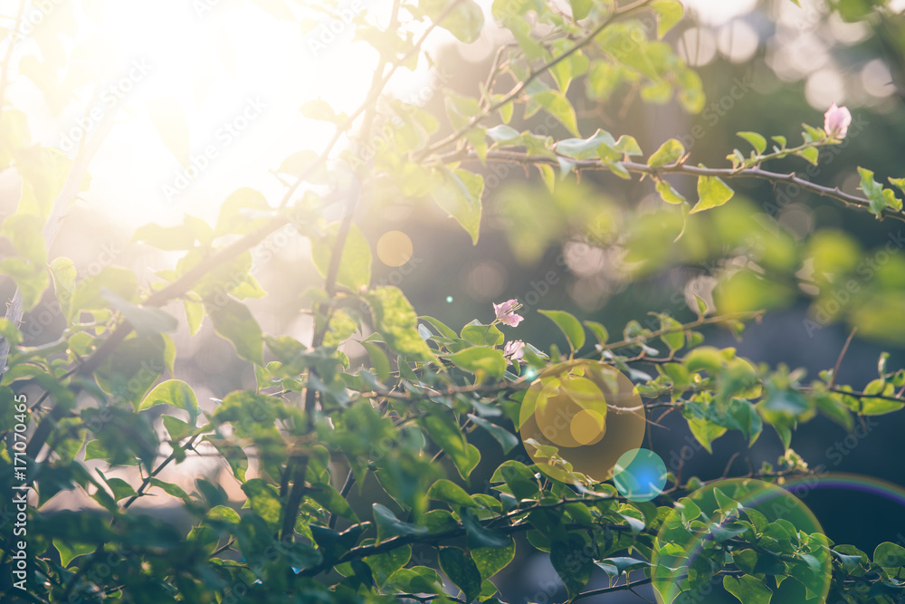 晨露中的绿色鲜草配天然bokeh