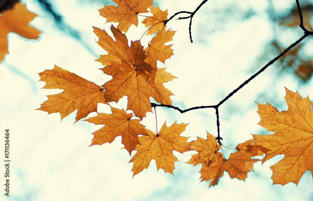  Autumn leaves  background.