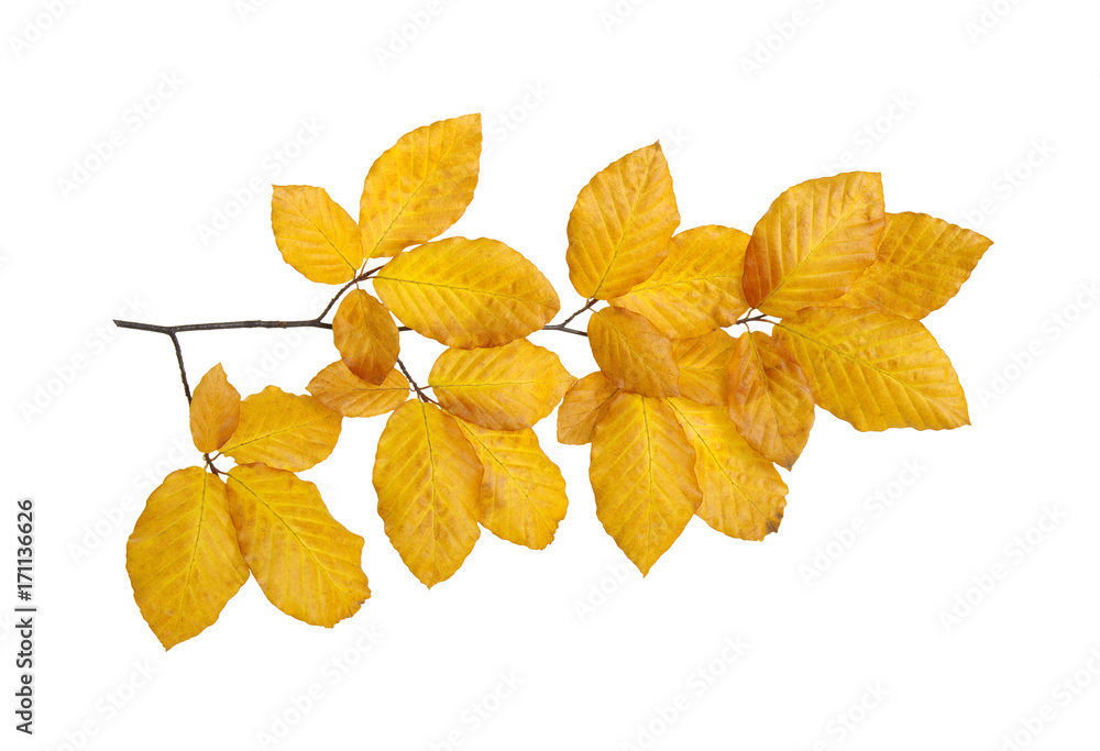  autumn leaves isolated on white