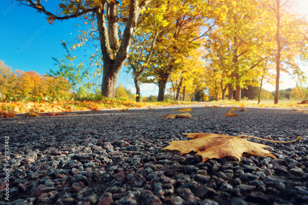 Leaves on the road. Beautiful autumn background