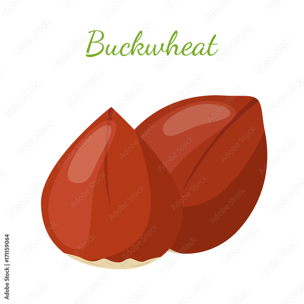 Buckwheat seeds, cereal grains, vegetarian food.Flat style. Vector illustration