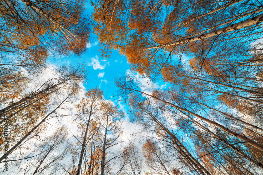 Majestic birch tree with a cloudy sky