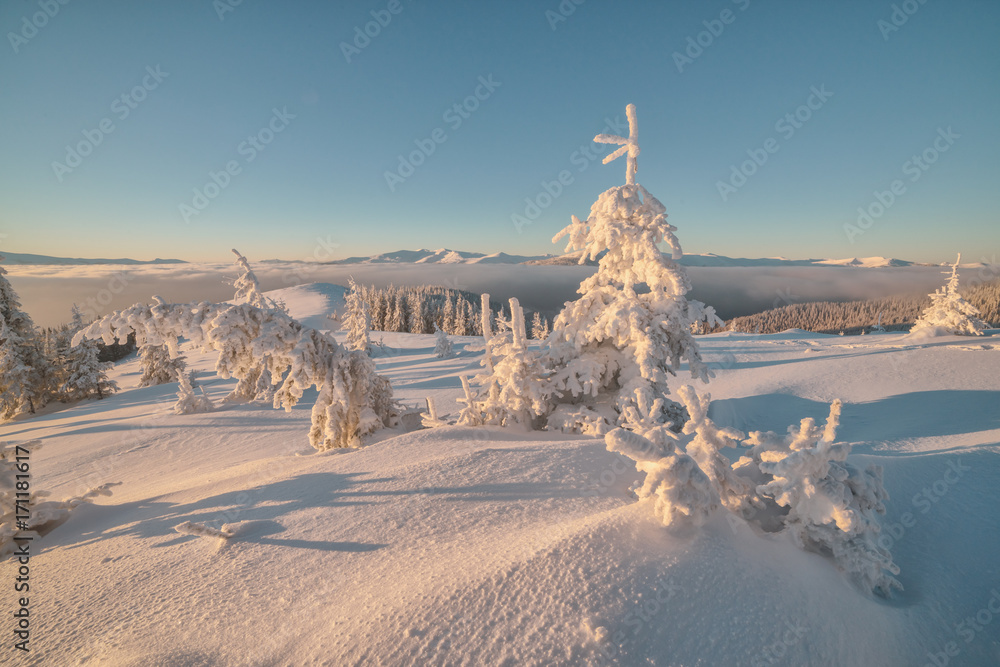 白雪皑皑的树木构成的戏剧性冬季场景。