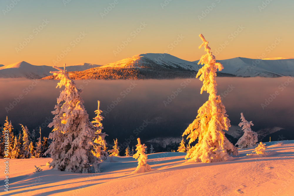 白雪皑皑的树木构成的戏剧性冬季场景。