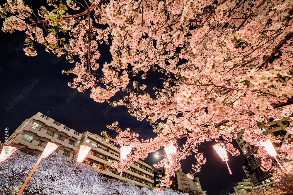 夜の桜と満月